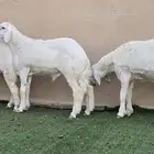 طليان حري فاخره ((تم البيع))