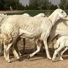 حريات صنف ولد (تم البيع)