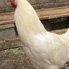 طقم دجاج ابيض