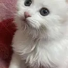 للبيع قط شيرازي ابيض