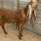 عنز حاصب كفو