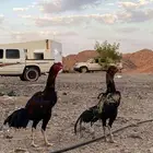دجاج شامو يباني