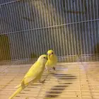 طيور بادجي إينو
