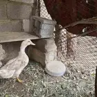 بطه كيني