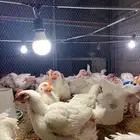 دجاج لاحم