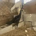 تم البيع