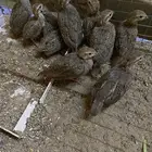 قهد او حجل شنير