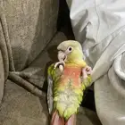 كنيور مفقود
