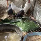 حمام زينه للبيع نفاخ