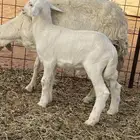 للبيع حريه تحتها طلي
