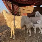 للبيع حريات مواليد