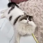 قطط تبني