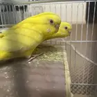 زوج بادجي