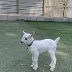 ماعز قزم جفره