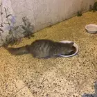 تبني