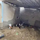 دجاج وديوكه بلدي