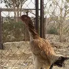 تم البيع