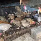 دجاج بلدي بياض وحضان شرط