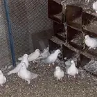 حمام فرنسي منتج