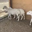 غنم ظان كفو
