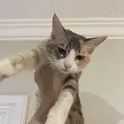قطط للتبني