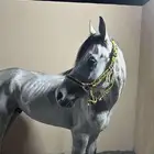 حصان شعبي للبيع