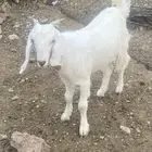 جفره مقفله شحم