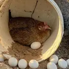 دجاجه عربيه رجانه