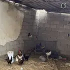 دجاج بلدي وديوك
