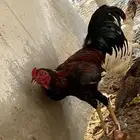 دجاج بلدي للبيع و باكستاني