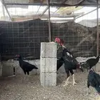 صوص بكستاني