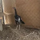 تم البيع