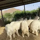 طليان حري تم البيع تم البيع خارررج