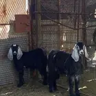جفار