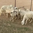 غنم حريات للبيع