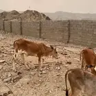 بقر