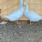 بط بكيني