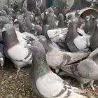 تم البيع الله يبارك لرعيه