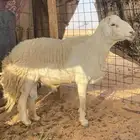 فحل حري للبيع
