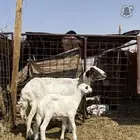 حريه متبع