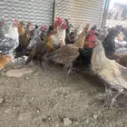 تم البيع الله يباركلك لرعيها