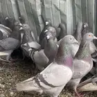 تم البيع الله يبارك لرعيه