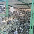 حمام فرنسي