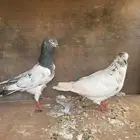 حم ام باكستاني