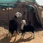 نجد تبع