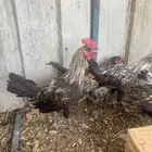 تم البيع الله يباركلك لرعيها