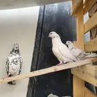 حمام للبيع