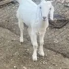 جفره فل شحم مقفله