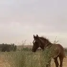 مهره شيييخه شعبيه حاااره منذ الصغر