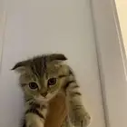 قطه سكوتش فولد العمر شهرين للبيع